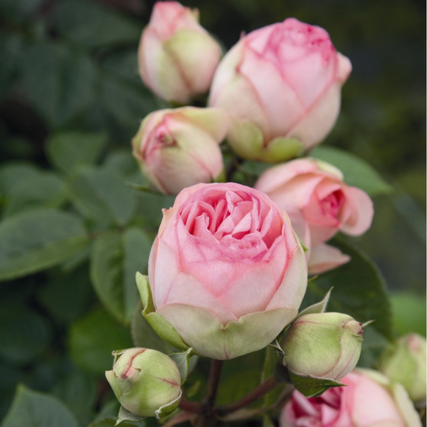 Bridal Piano™ Rose Bush