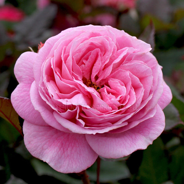 Parfuma® Summer Romance™ Rose Bush