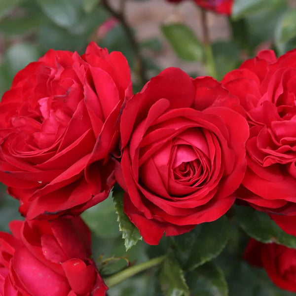 Tiamo™ Rose Bush