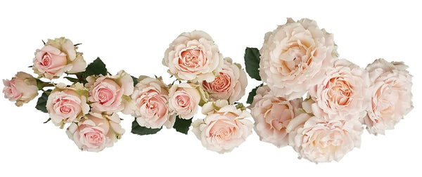 Wedding Rosever Stems