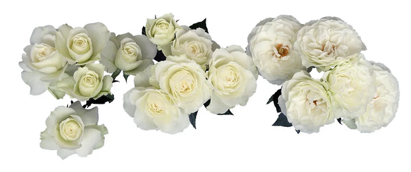 Blanche Spray Rose Stems