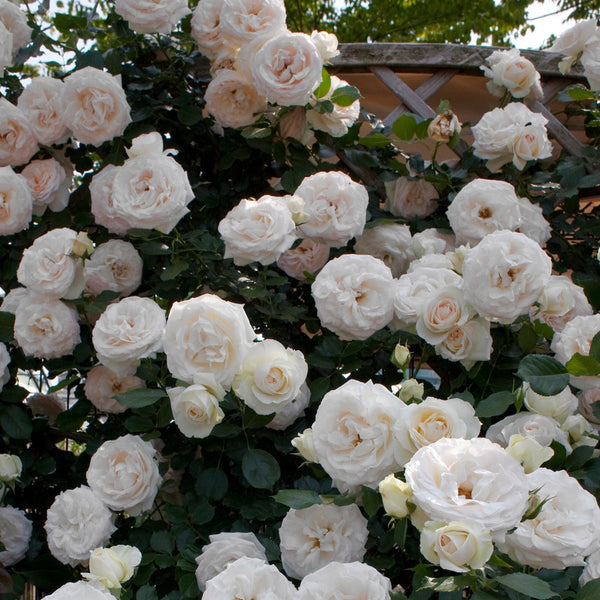 Eden Climber® White Rose Bush