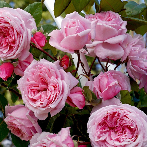 Arborose® Kiss Me Kate™ - Climber Rose Bush