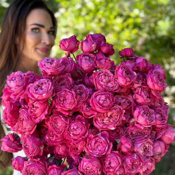 Julietta Cerise Rose Bush