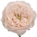 Cream Mansfield Park Rose