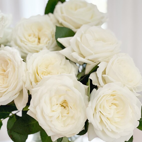 Alabaster™ Rose Bush