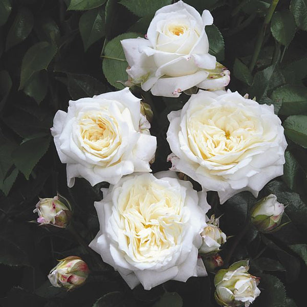 Alabaster® Rose Bush