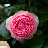 Eden Climber® (Pierre de Ronsard) Rose Bush