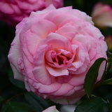 Eden Climber® (Pierre de Ronsard) Rose Bush