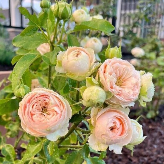 Sweet Catalina Rose Bush