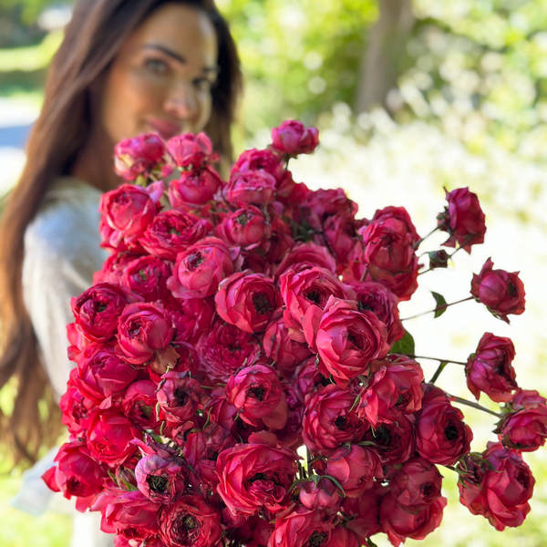 Julietta Raspberry Rose Bush