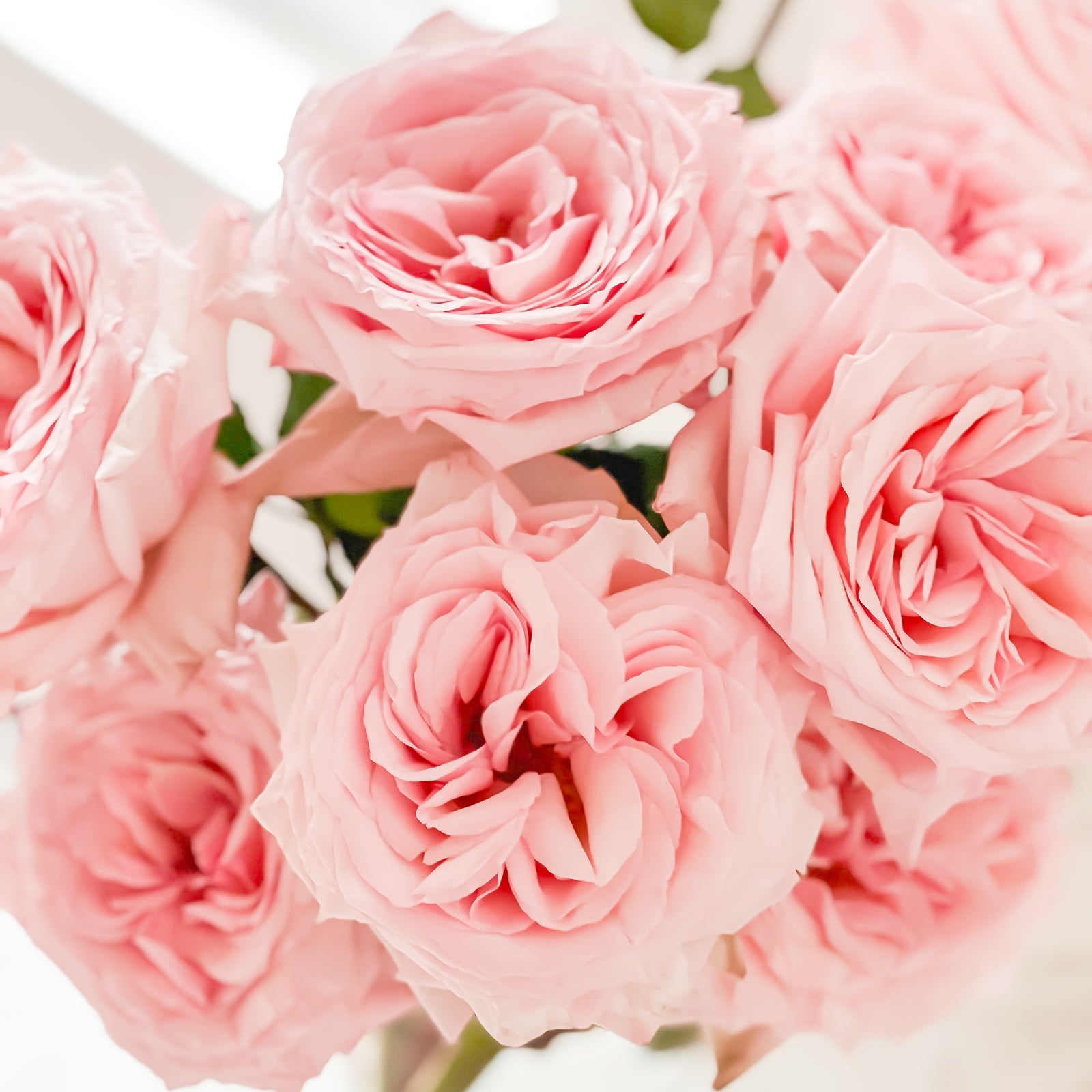 Pink store Roses