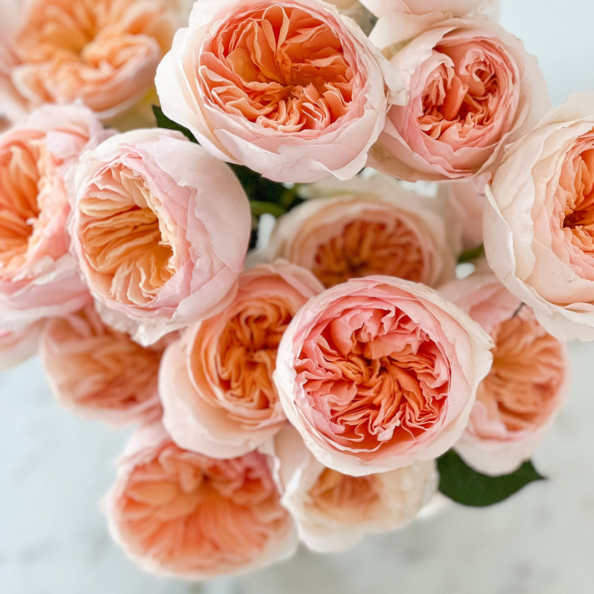 Peach Roses – Grace Rose Farm