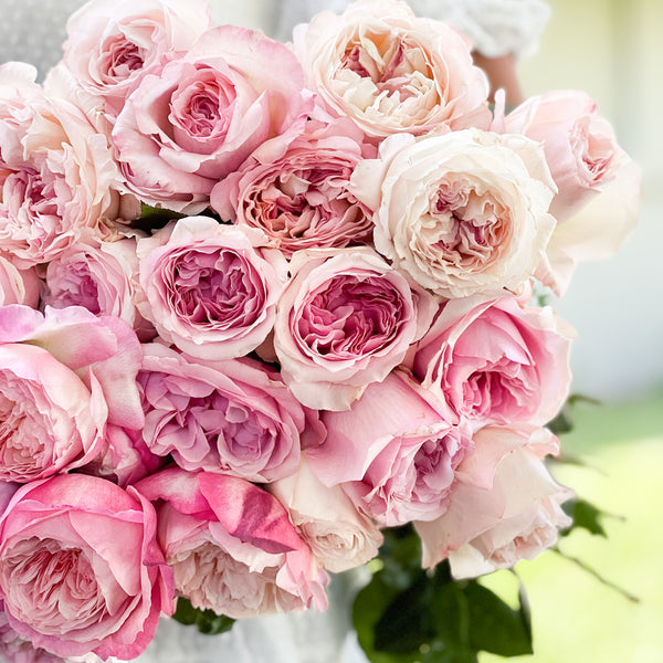 Blush Garden Rose Bundle – Grace Rose Farm