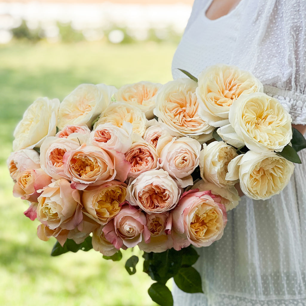 David Austin Peaches and Cream Garden Rose Bundle – Grace